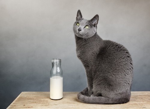 おすわりする猫と牛乳が入った瓶
