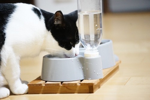 猫が水を飲む