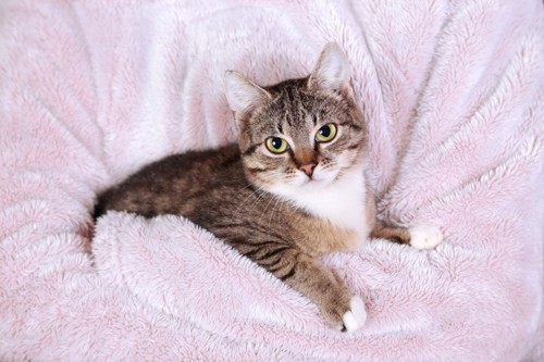 毛布の上の猫