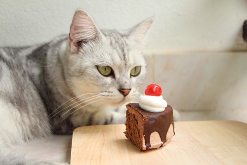 チョコレートケーキと猫