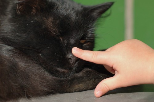 鼻を触られる黒猫