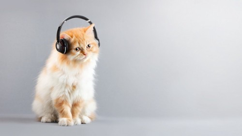 ヘッドフォンをしている猫
