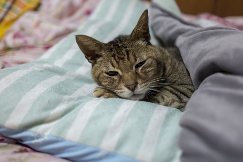 枕に頭を乗せて寝る猫