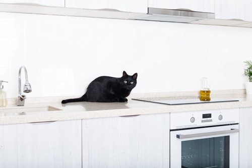 キッチンに居る猫