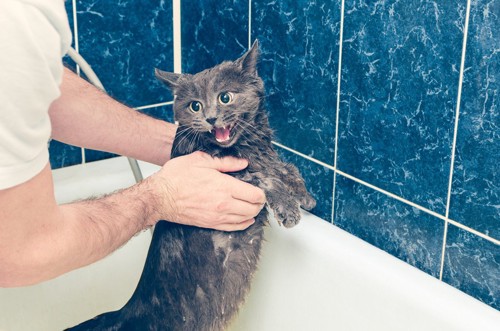 シャワーを嫌がる猫
