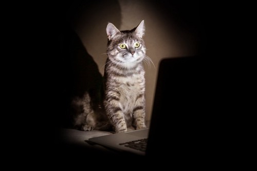 夜のパソコンと猫