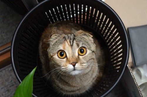 ゴミ箱の中から見上げる猫