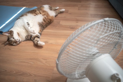 扇風機に当たる猫