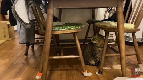 テーブルの下のキジトラ