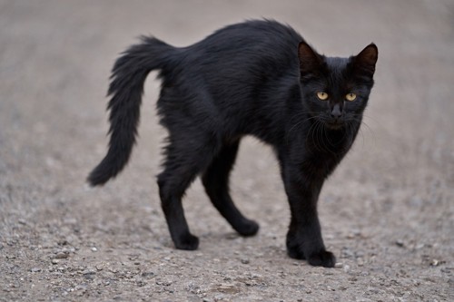 立っている黒猫