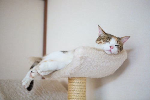 キャットタワーの上で眠そうな顔をする猫