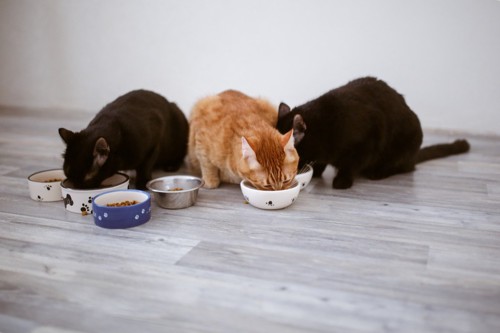 猫達の食事