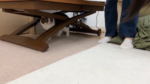 テーブルの下にいる猫