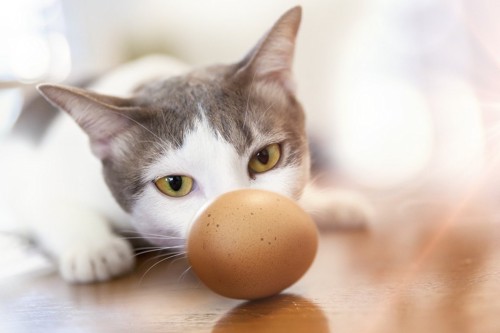 卵を見つめる猫