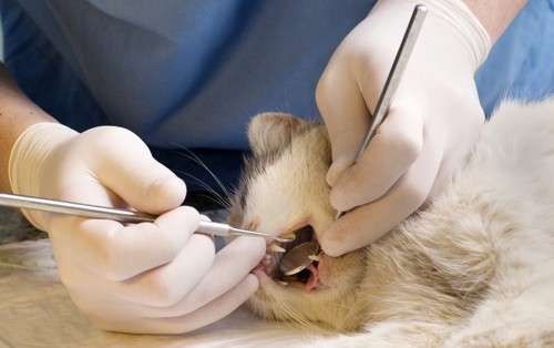 獣医に歯を診てもらっている猫