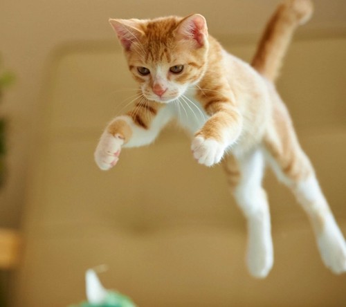 ジャンプをしている猫