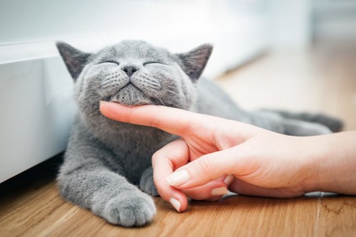 顎の下をしつこく触られて嬉しそうなグレーの猫