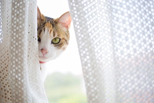 カーテンの隙間から覗き見る猫