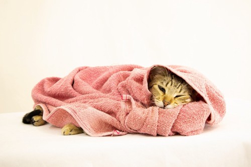 タオルで包まれた猫