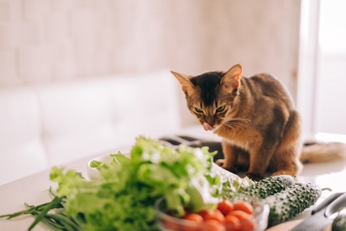 野菜を見ている猫