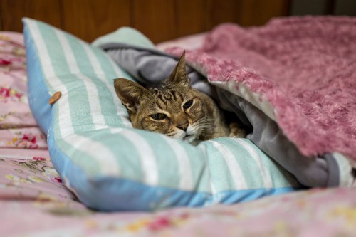布団に横たわる猫