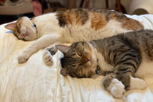 布団で眠る二匹の猫