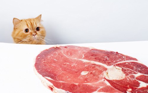 生肉と猫
