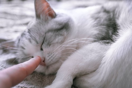 眠っている猫の鼻を触る飼い主の指