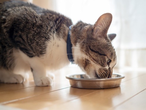 食器の餌を食べる首輪をした猫