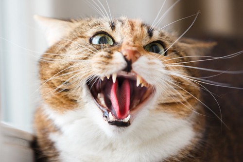 怒って威嚇する猫の顔アップ