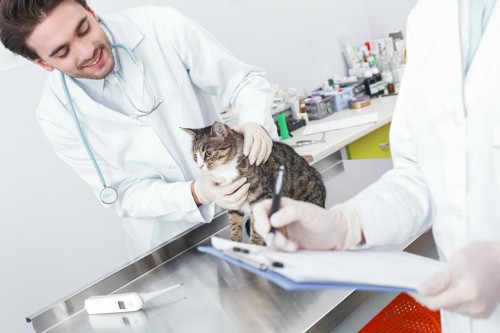 診察台にいる猫と獣医師