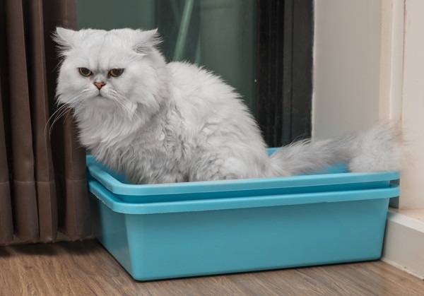 トイレで不機嫌な白猫