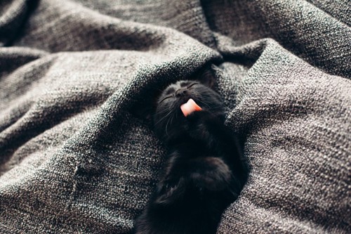 眠る黒猫
