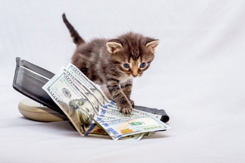 財布と子猫