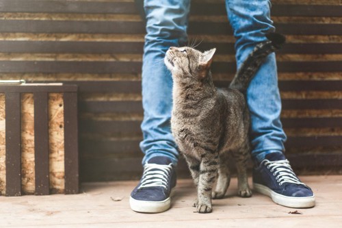 人の足にしっぽをくっつけて見上げる猫