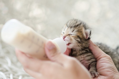 ミルクを飲む縞模様の赤ちゃん猫