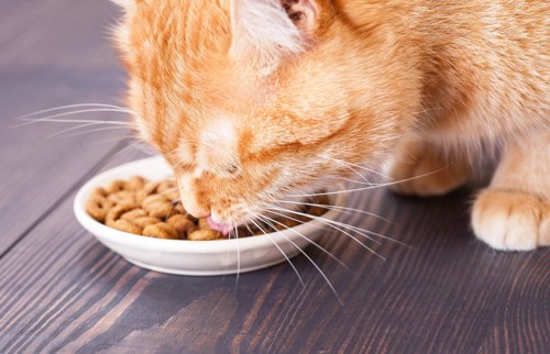 夢中で食べる猫