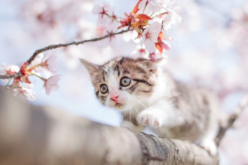 桜の木を歩く子猫