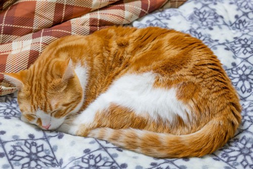 ベッドの上で丸くなって眠る猫