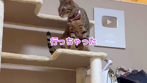 キャットタワーで座る猫