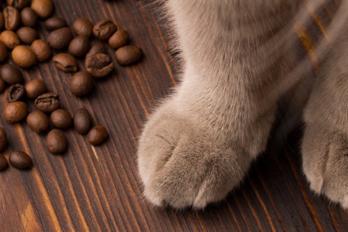 猫の足とコーヒー豆
