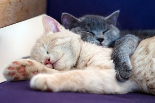 熟睡している2匹の猫