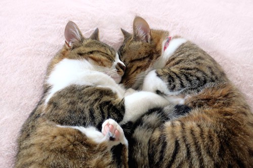 くっついて一緒に眠る二匹の猫