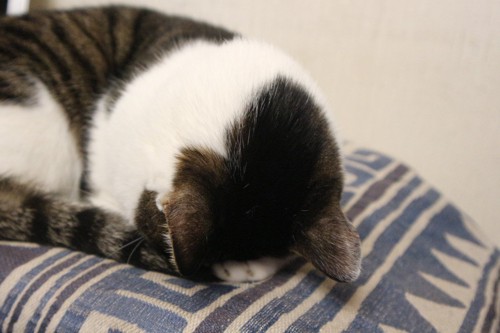 「ごめん寝」の体勢で寝ている猫