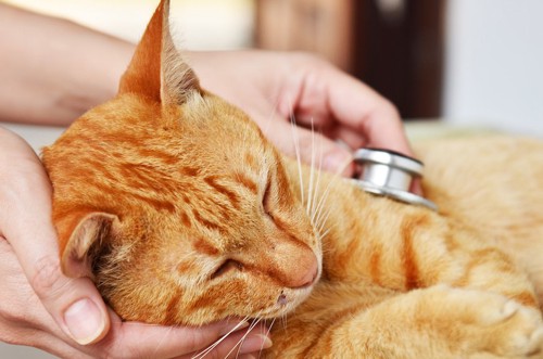 診察台に横になって聴診器を当てられている猫