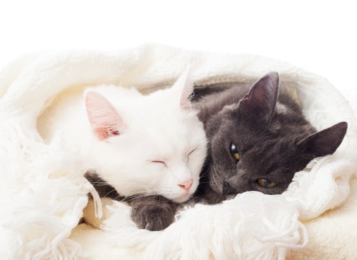 一緒に眠る白猫黒猫