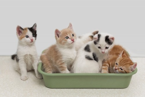 トイレに群がる子猫たち