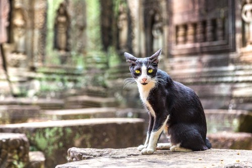 寺院のそばに暮らすインドの猫