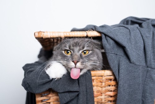 洗濯かごの中からアッカンベーをする猫