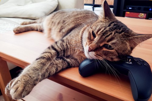 ゲームのコントローラーを枕にする猫